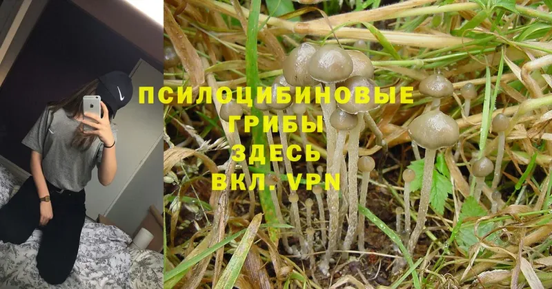 хочу   Иланский  Галлюциногенные грибы MAGIC MUSHROOMS 